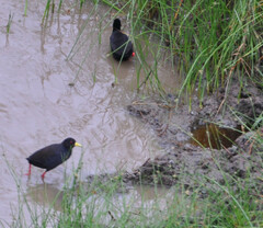 Zapornia flavirostra