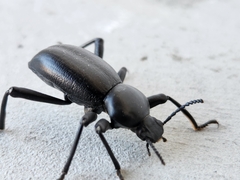 Coelocnemis dilaticollis