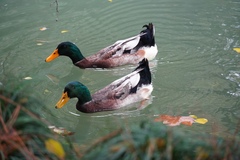 Anas platyrhynchos