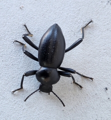 Coelocnemis dilaticollis