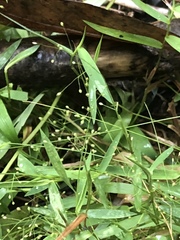 Dichanthelium wrightianum