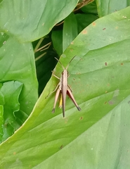 Phlaeoba fumosa