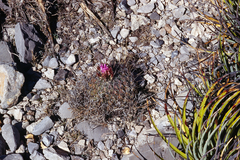 Thelocactus conothelos conothelos