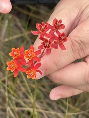 Asclepias lanceolata