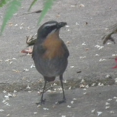 Cossypha caffra caffra