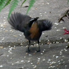 Cossypha caffra caffra