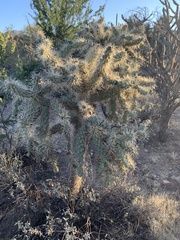 Cylindropuntia bigelovii