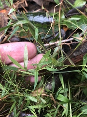 Dichanthelium wrightianum