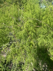 Asparagus buchananii