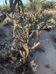 Cylindropuntia acanthocarpa