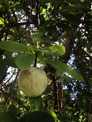 Annona diversifolia (Annona macroprophyllata)