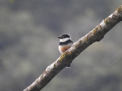 Notharchus swainsoni