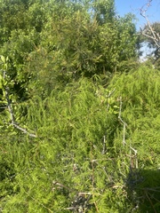 Asparagus buchananii