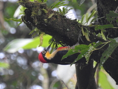 Melanerpes flavifrons