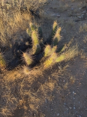 Echinocereus engelmannii