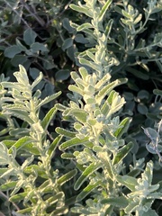 Buddleja scordioides