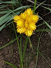 Cyperus sphaerocephalus