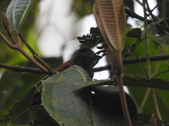 Thamnophilus palliatus