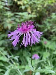 Centaurea jacea