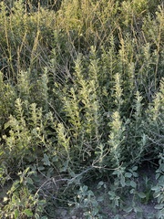 Buddleja scordioides