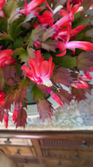 Schlumbergera truncata
