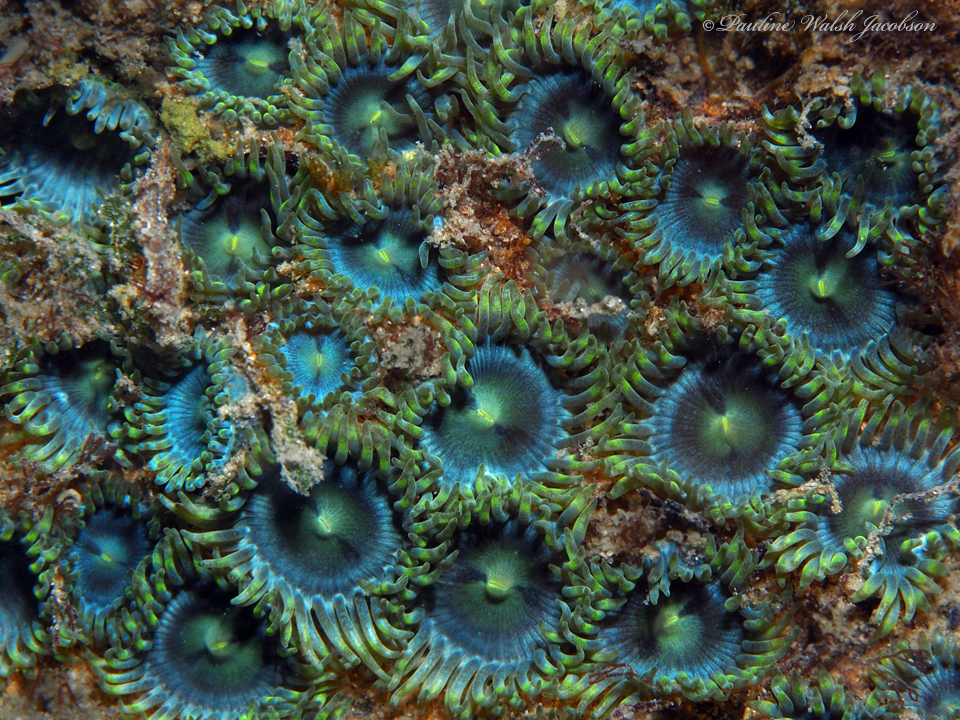 Mat Zoanthid