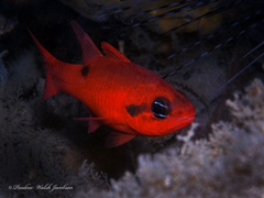Apogon maculatus