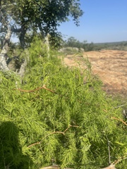 Asparagus buchananii