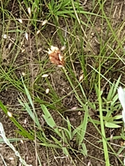 Fimbristylis dichotoma