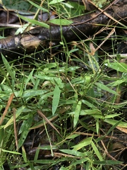 Dichanthelium wrightianum