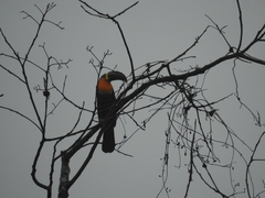 Ramphastos vitellinus