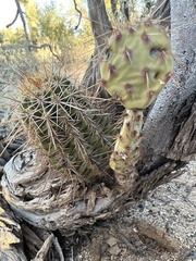 Echinocereus engelmannii