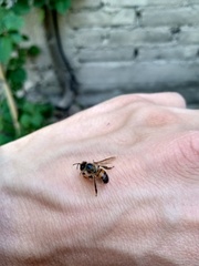 Apis mellifera