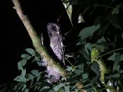 Megascops atricapilla