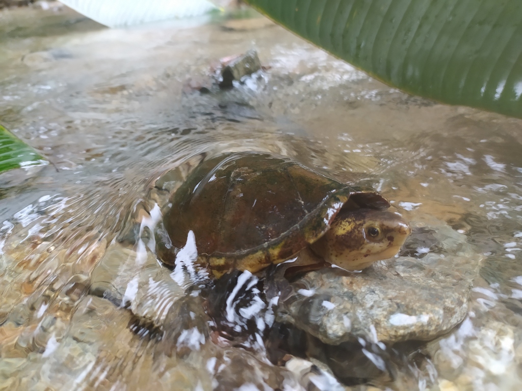 Southern White-lipped Mud Turtle from Caracolí, Antioquia, Colombia on ...