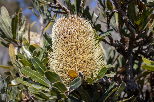 Banksia serrata