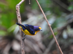 Euphonia violacea