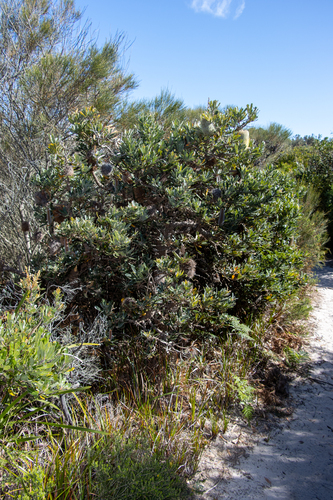 Banksia serrata