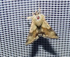 Heliothis adaucta