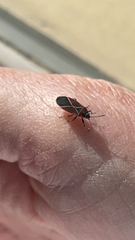 Neacoryphus bicrucis