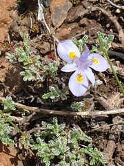 Moraea stricta
