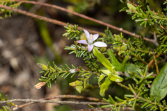 Philotheca salsolifolia