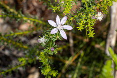 Philotheca salsolifolia