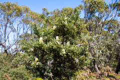 Banksia serrata
