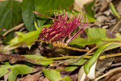 Grevillea
