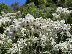Helichrysum fruticans