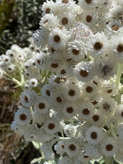 Helichrysum fruticans