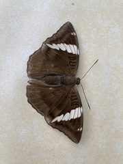 Euthalia phemius