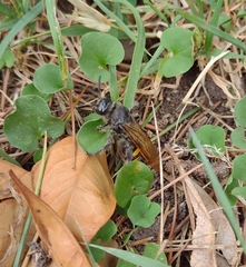 Campsomeris bistrimacula