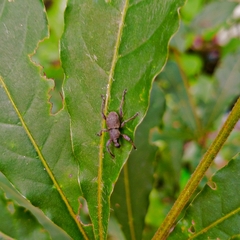 Metapocyrtus adspersus